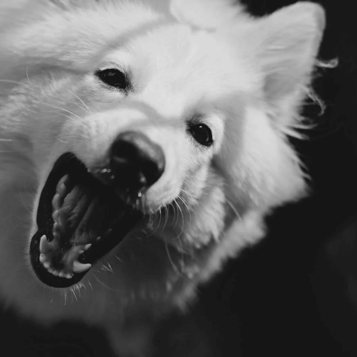 SURGERY AND DENTAL CARE